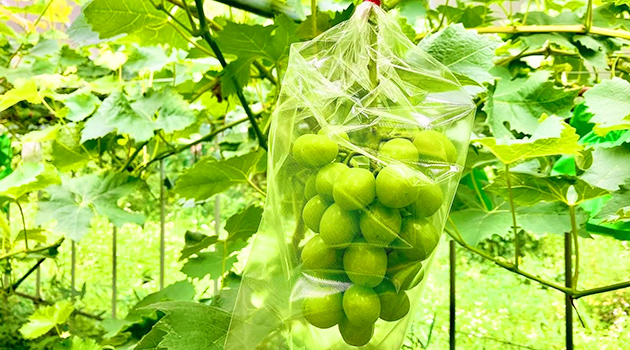 特産品のマスカット