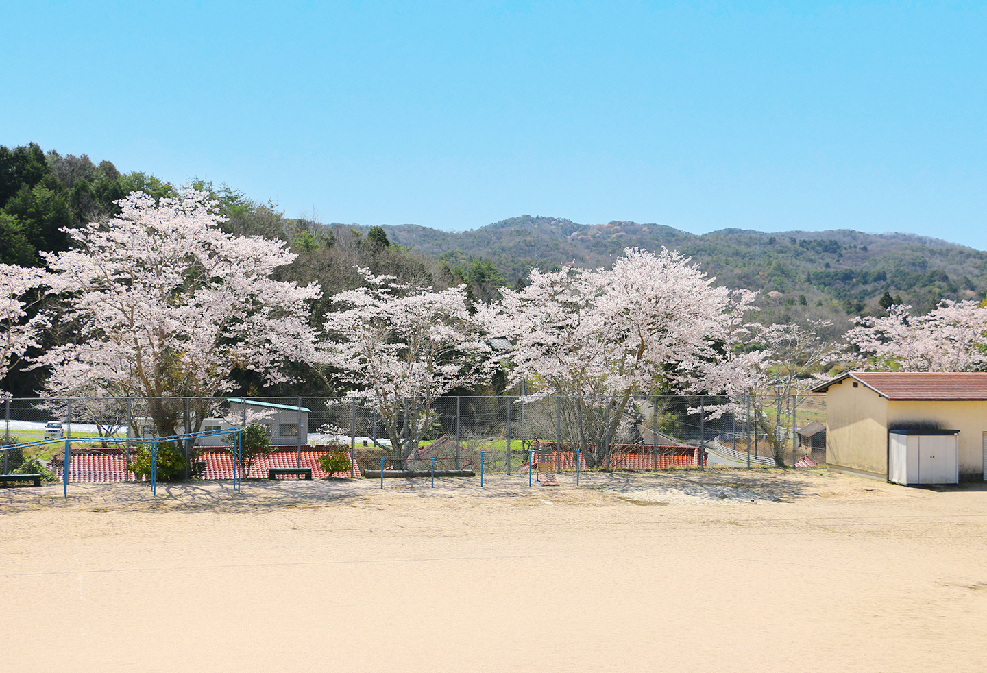吉川地域の桜